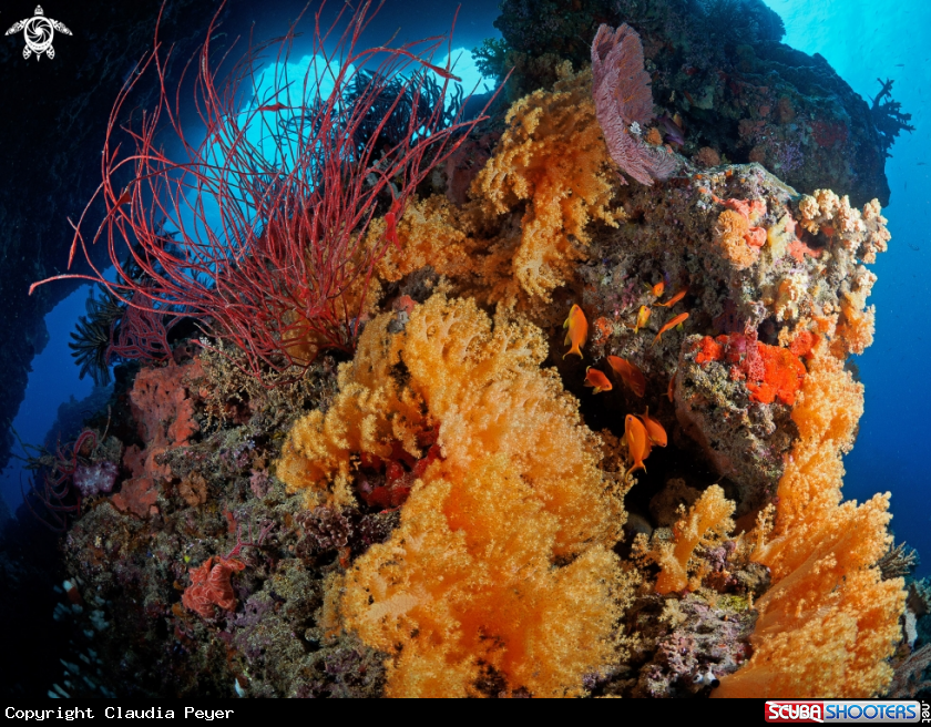 A softcorals, whipe corals and antias