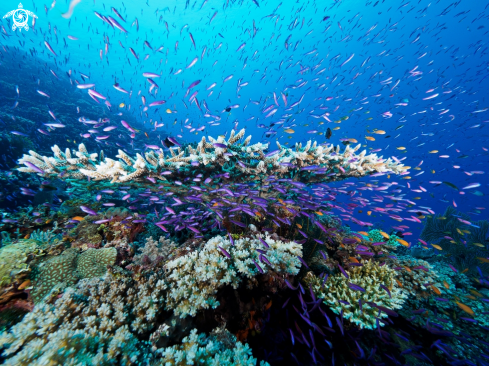 A Table coral with antias