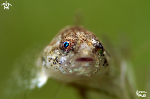 A European bullhead