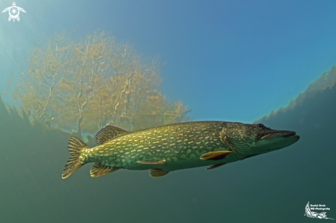 A Pikefish