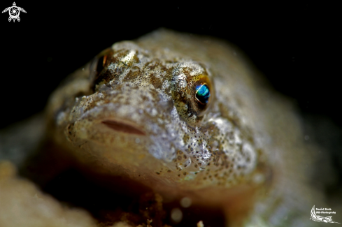 A European bullhead