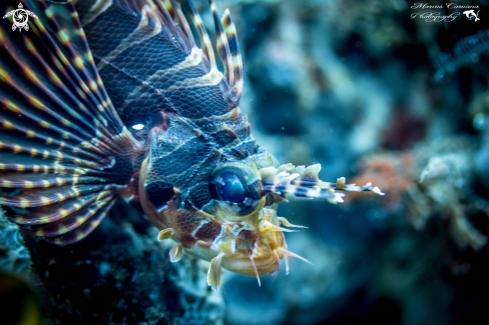 A Scorpion Fish