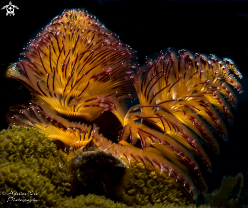 A Spirobranchus giganteus | Christmas tree worm