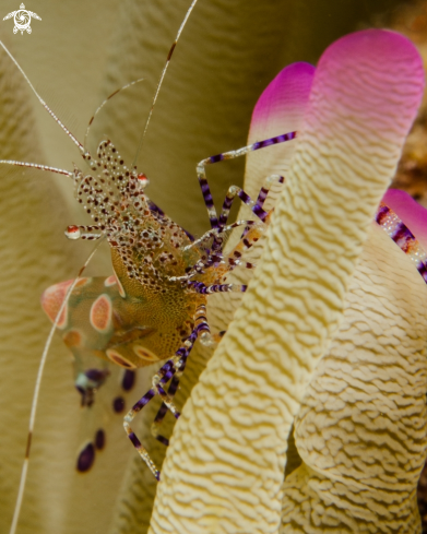 A Spotted Cleaner Shrimp