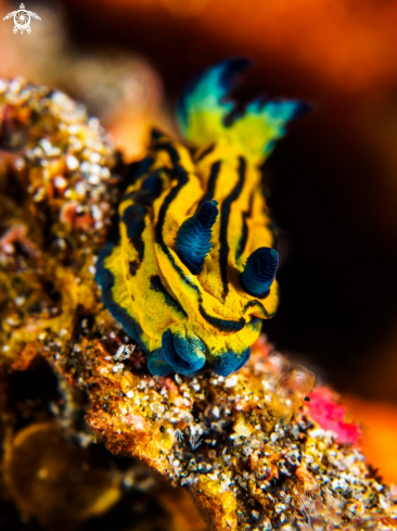 A Nudibranch