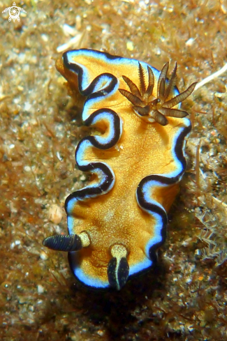 A Glossodoris atromarginata