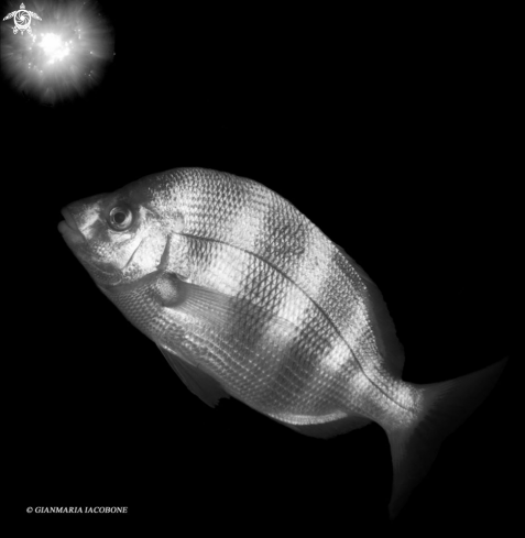 A Diplodus Sargus | Sarago