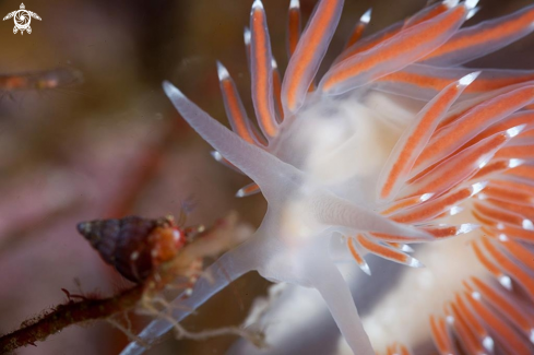 A Flabellina SP