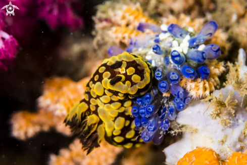 A Nembrotha yonowae  | Nudi