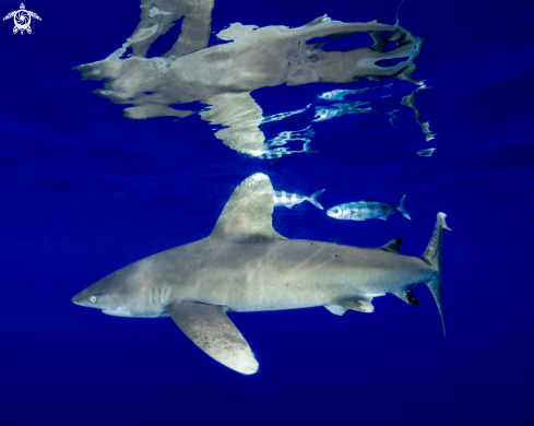 A Carcharhinus longimanus | Oceanic White Tip Shark