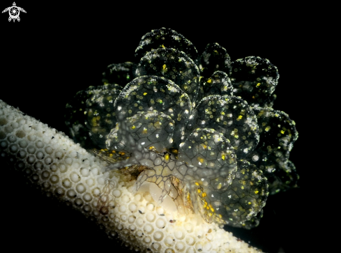 A Nudi