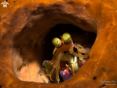 A Stomatopoda | Mantis shrimp