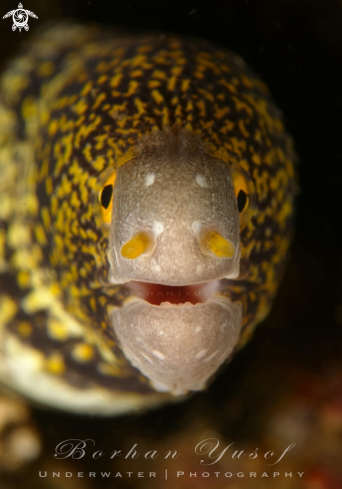 A Starry Moray Eel