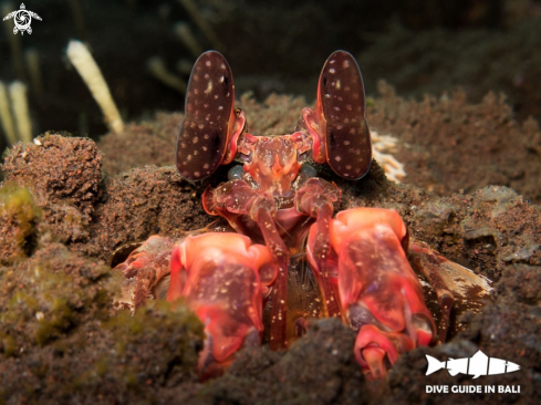 A Mantis Shrimp