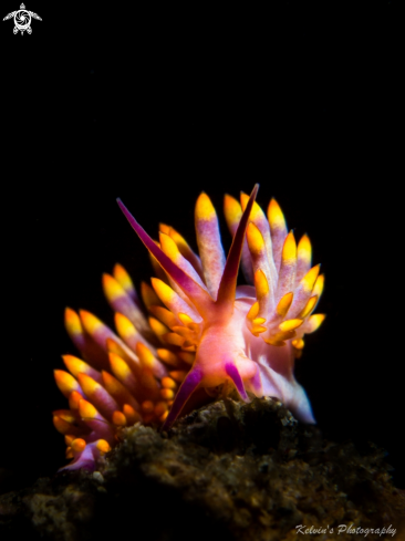 A Nudibranch