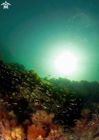 A Two spotted goby