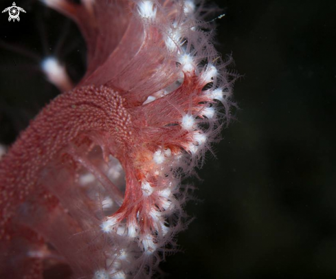 A Pennatula phosphorea  | Sea pen