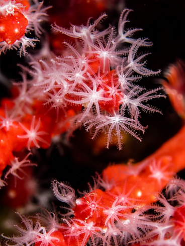 A corallum rubrum