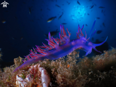 A Flabellina Affinis