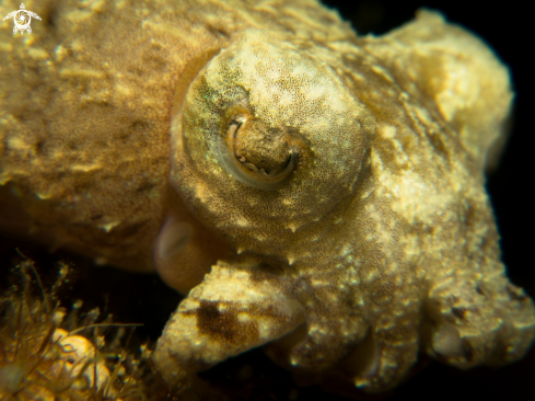 A Papuan Cuttlefish