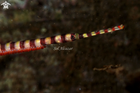 A  banded pipefish or ringed pipefish 