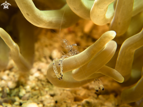 A Anemone Shrimp