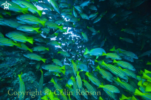 A reef fish