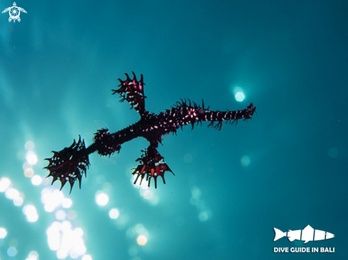 A Ghost Pipefish