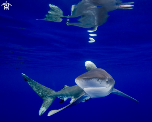 A Oceanic White Tip Shark