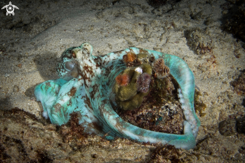 A Caribbean reef octopus