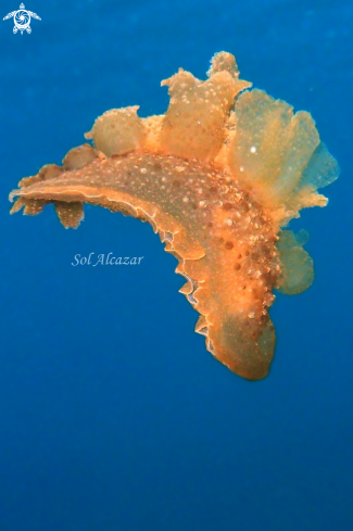 A melibe nudibranch