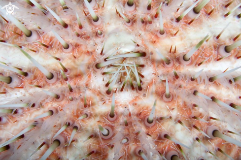 A Echinus esculentus | European edible sea urchin
