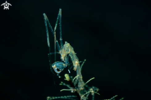 A Skeleton Shrimp