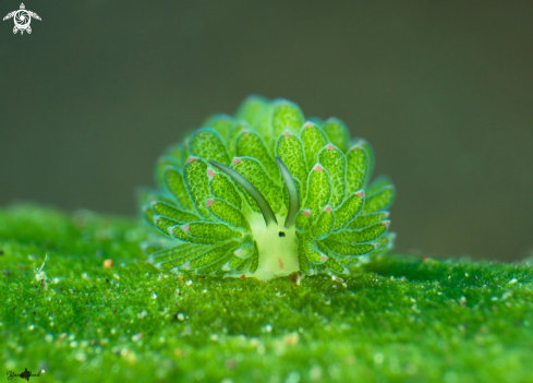 A Costasiella sp | Costasiella sp