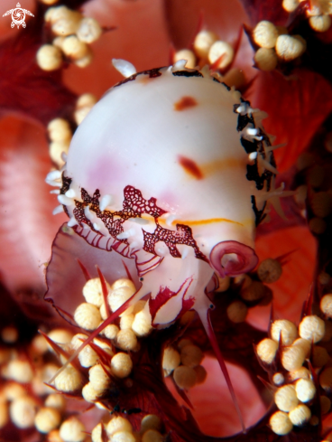 A Ridged Egg Cowrie