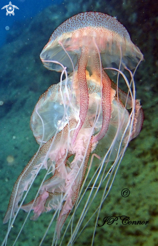 A Pelagia noctiluca | méduse pélagique