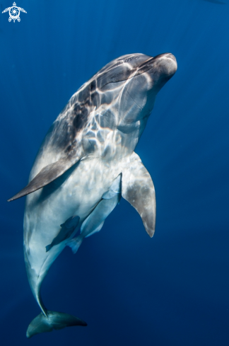 A bottlenose dolphin