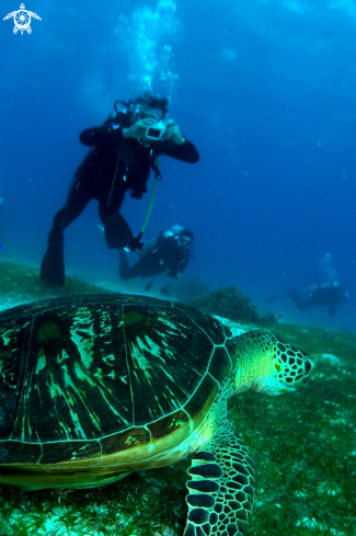 A underwater creature