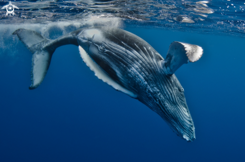 A Humpback whale calf