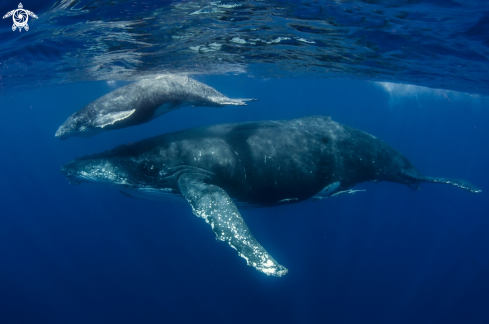 A Humpback whales