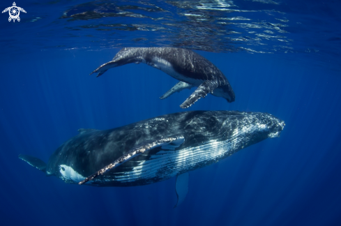 A Humpback whales