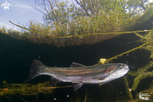 A Trout