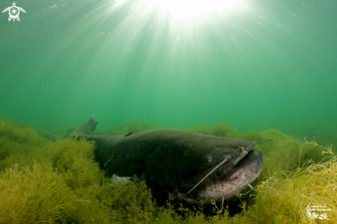 Wels catfish