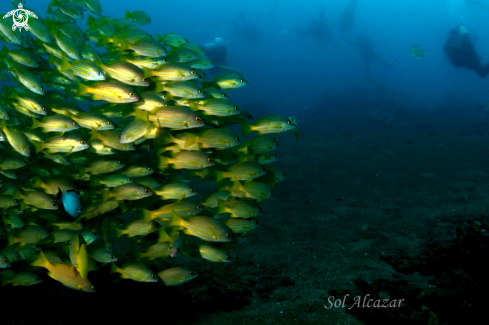 A yellow snappers