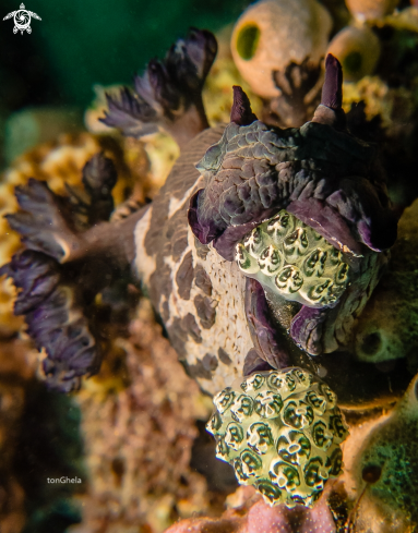 A Nudibranch