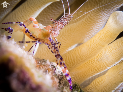 A Spotted Cleaner Shrimp