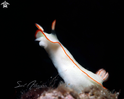 A Nudibranch