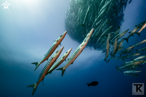 A Sphyraena qenie | Blacktail barracuda