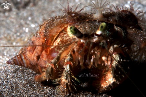 A underwater creature