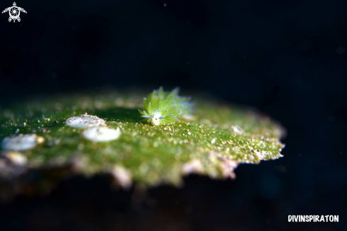 A Sheep Nudi